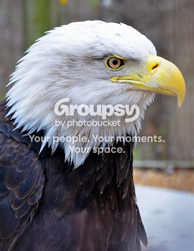 EagleCloseUp.jpg