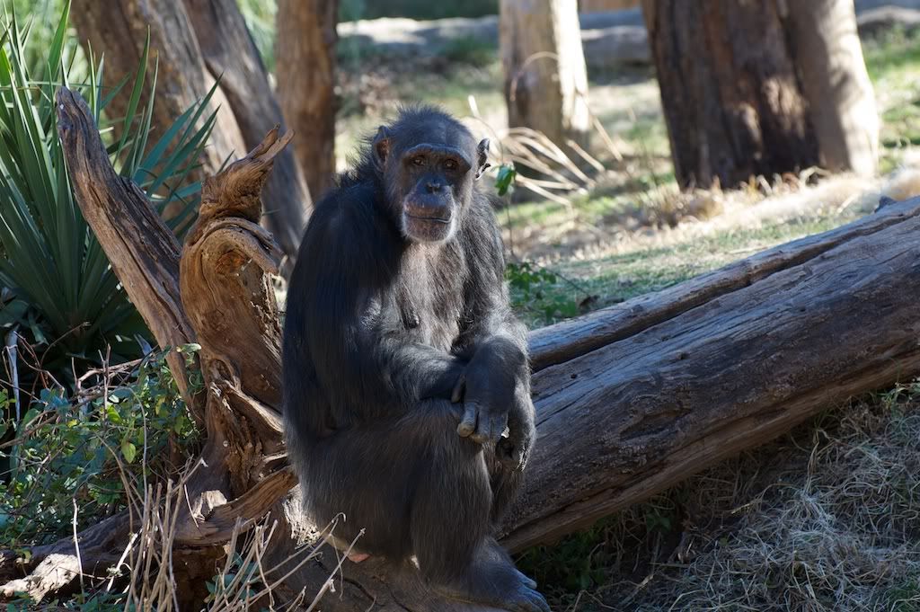 Chimp1.jpg