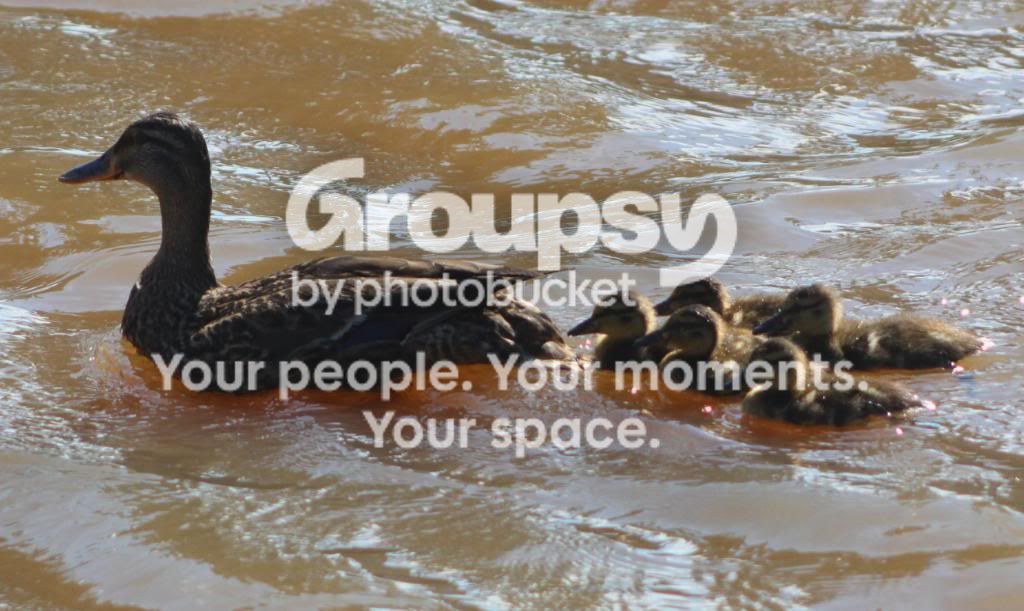MamaAndbabyDuck.jpg