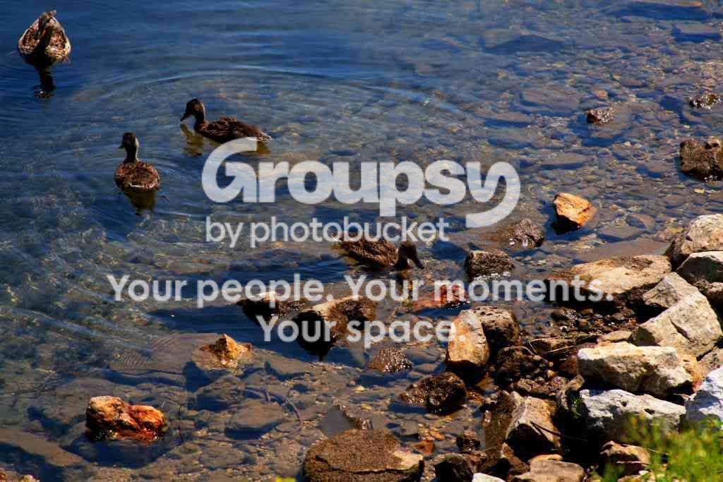 Ducks.jpg