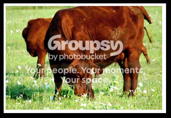 Cow2.jpg