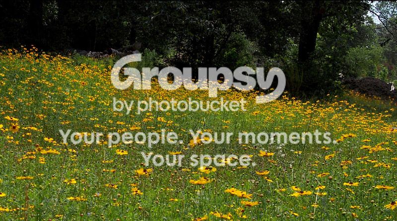 yellowflowerbed2-lowquality.jpg
