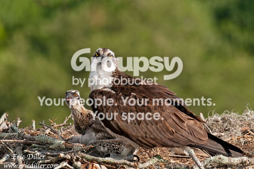 _ECD5489-copy860.jpg