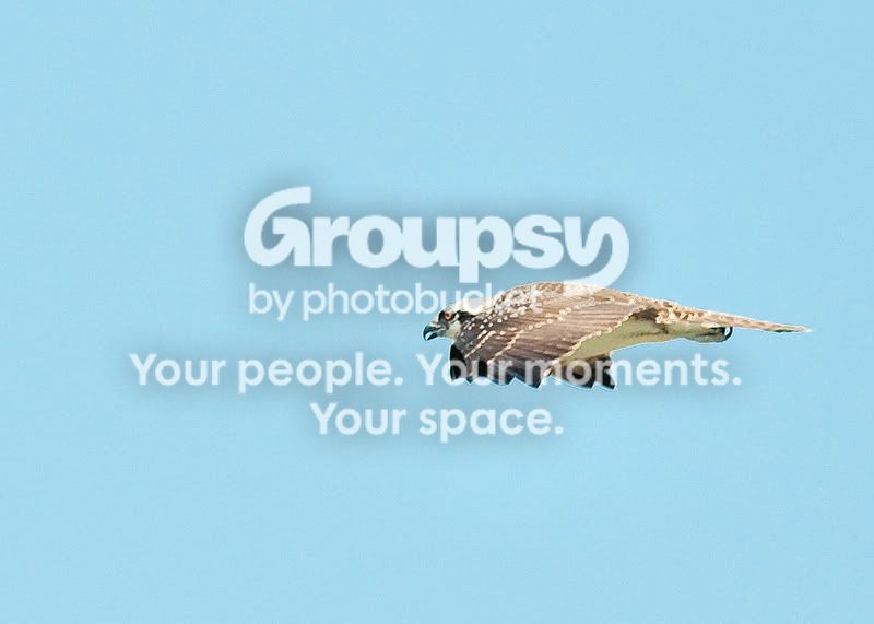 Osprey4.jpg