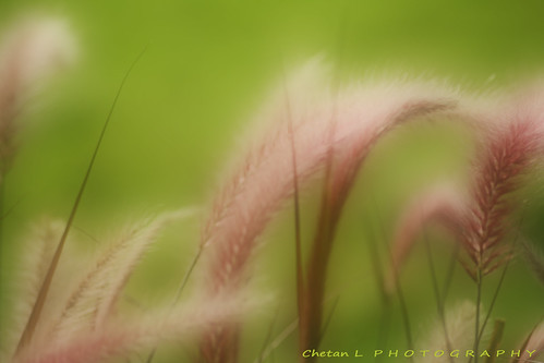 4080858166_b63c64fde3.jpg