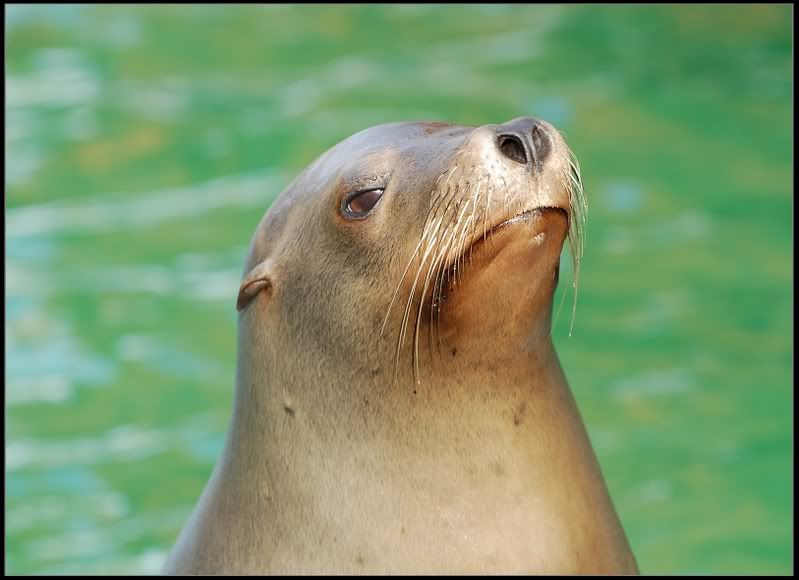 Seal.jpg