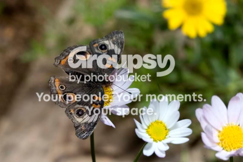 _MG_6932.jpg