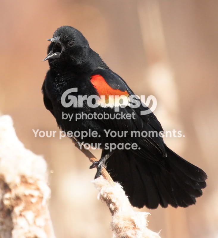 REDWINGBBIRD09_2447.jpg