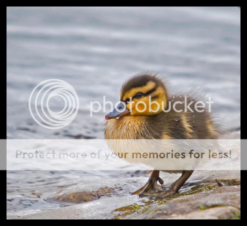 duckie1.jpg