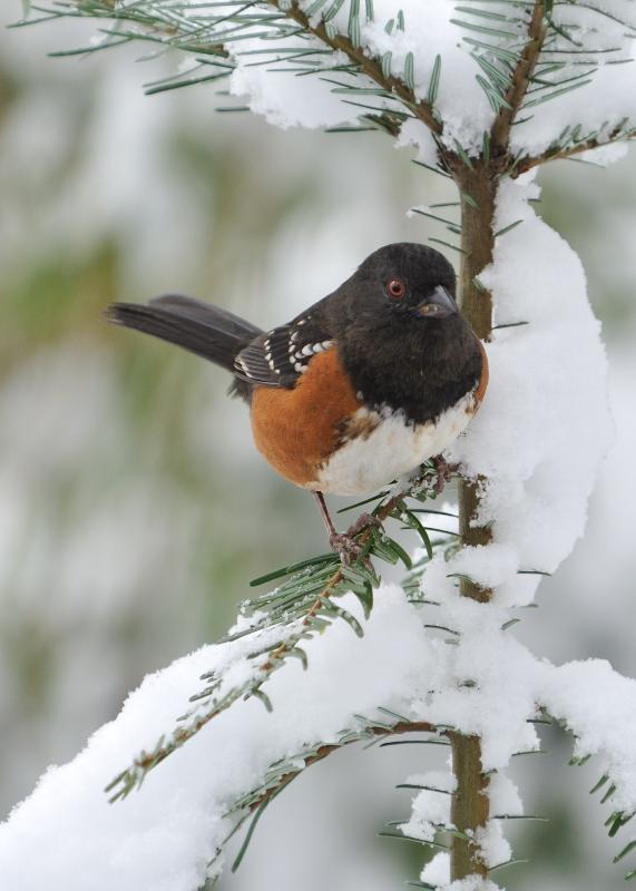 Bird%20%282%29.jpg