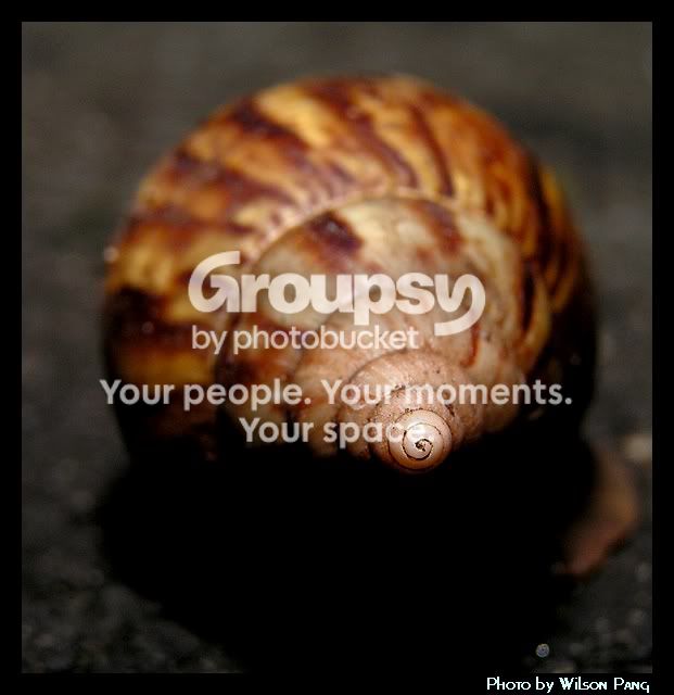 40909Snail4.jpg