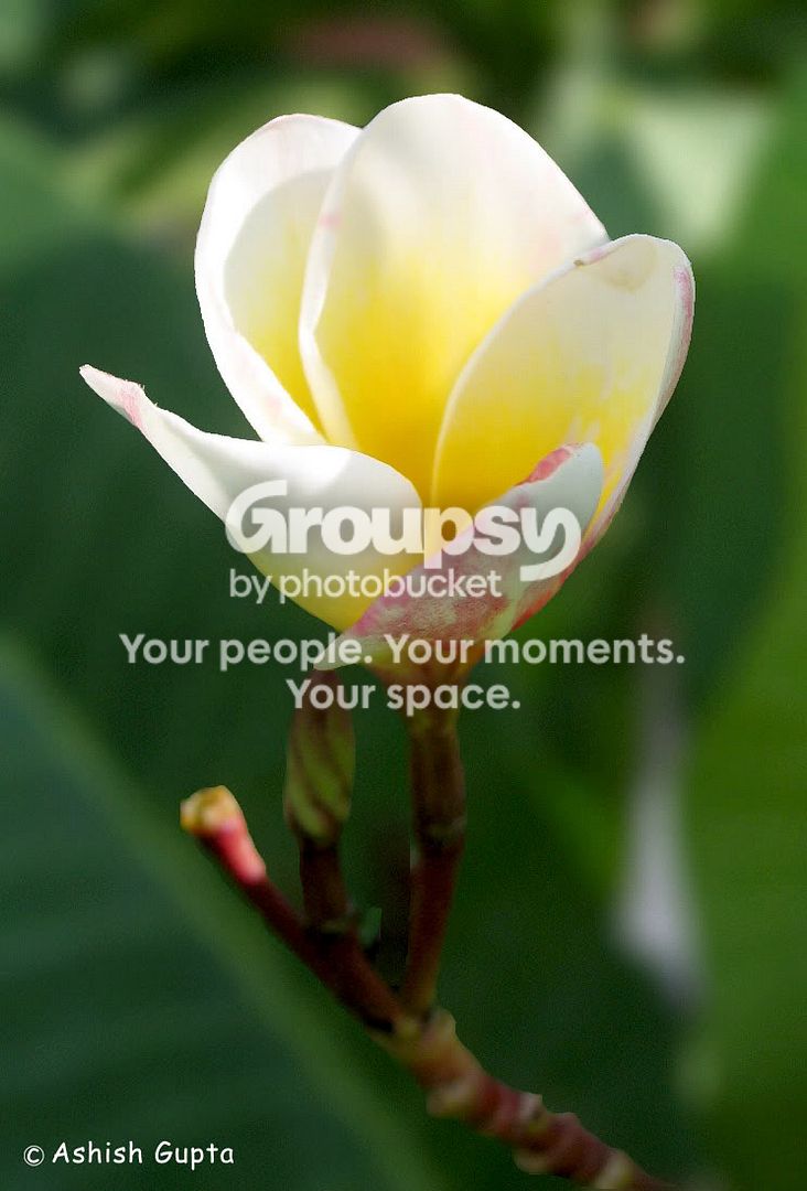 blurflower.jpg