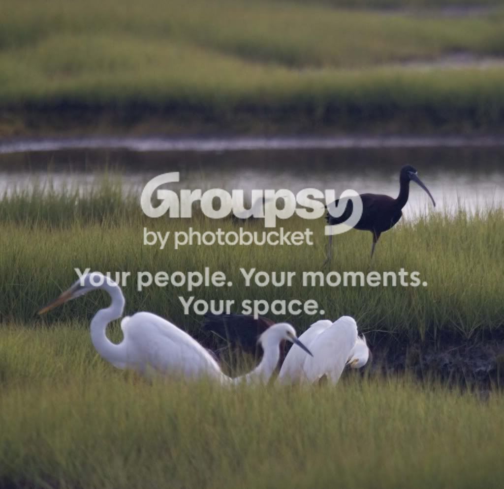ibis2.jpg