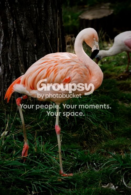 flamingo.jpg