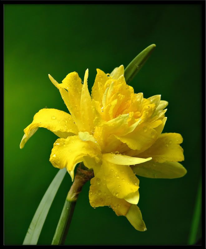 flower3.jpg