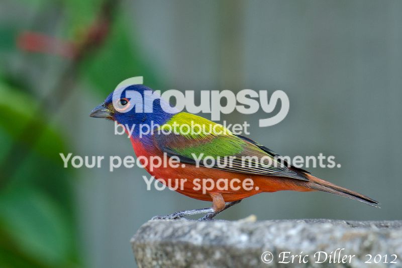 _ECD3901-copy800.jpg