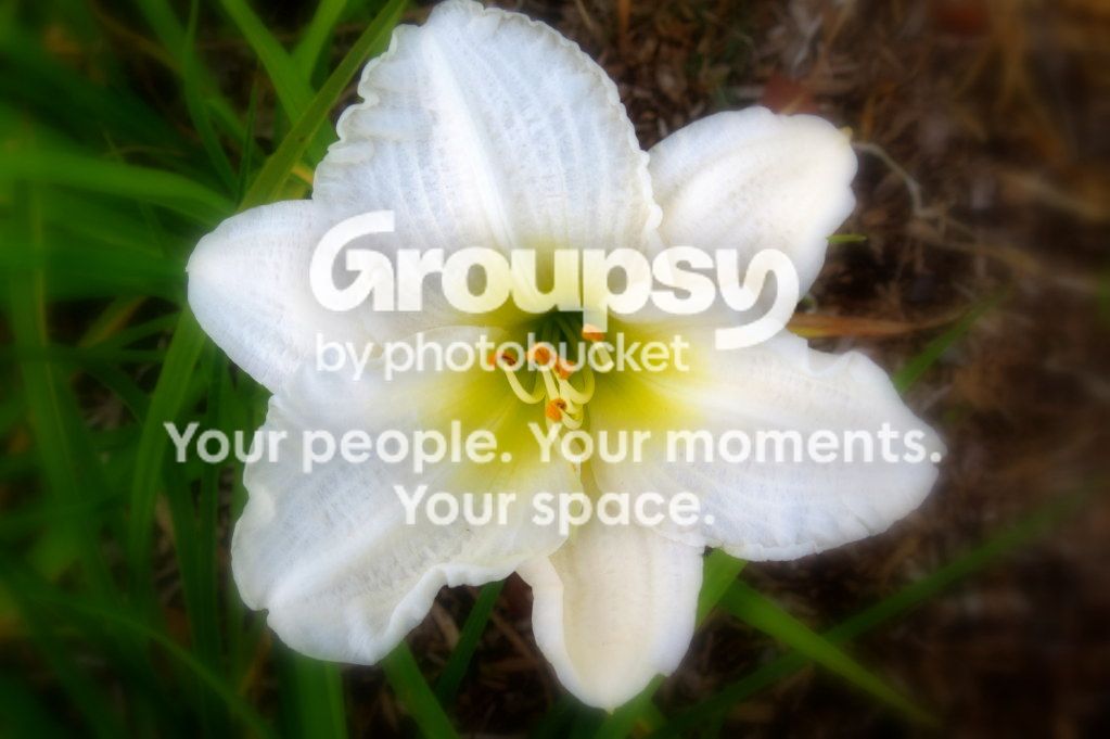 flower2.jpg