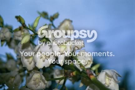 Closeflowers.jpg
