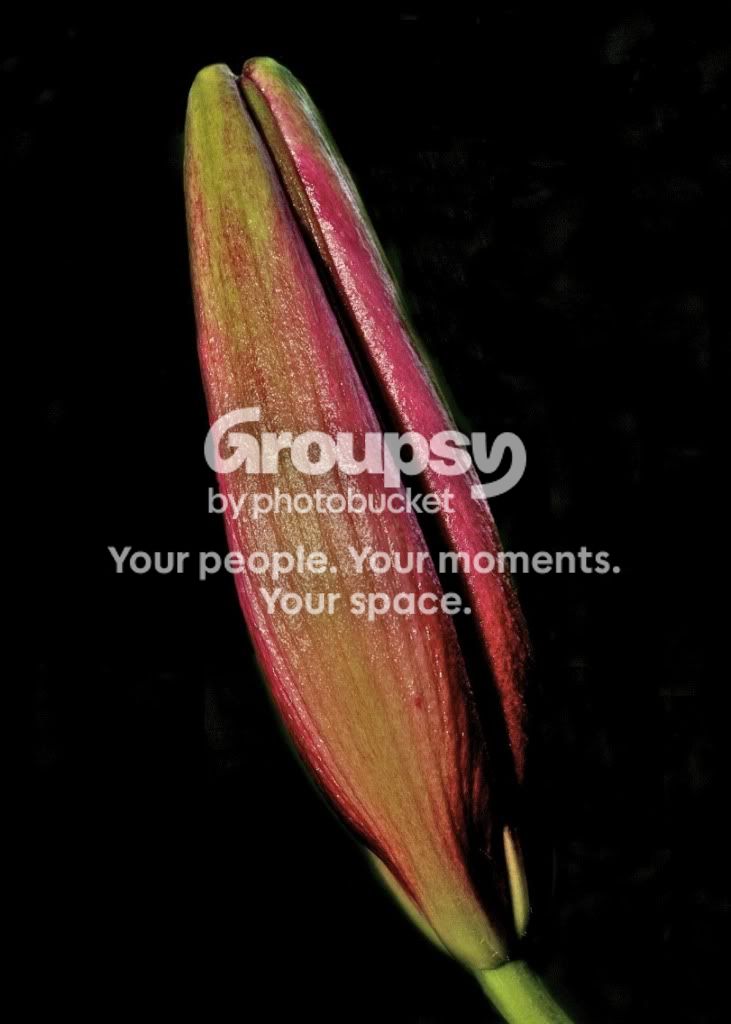 LillyPre-BloominBlack-5x7.jpg