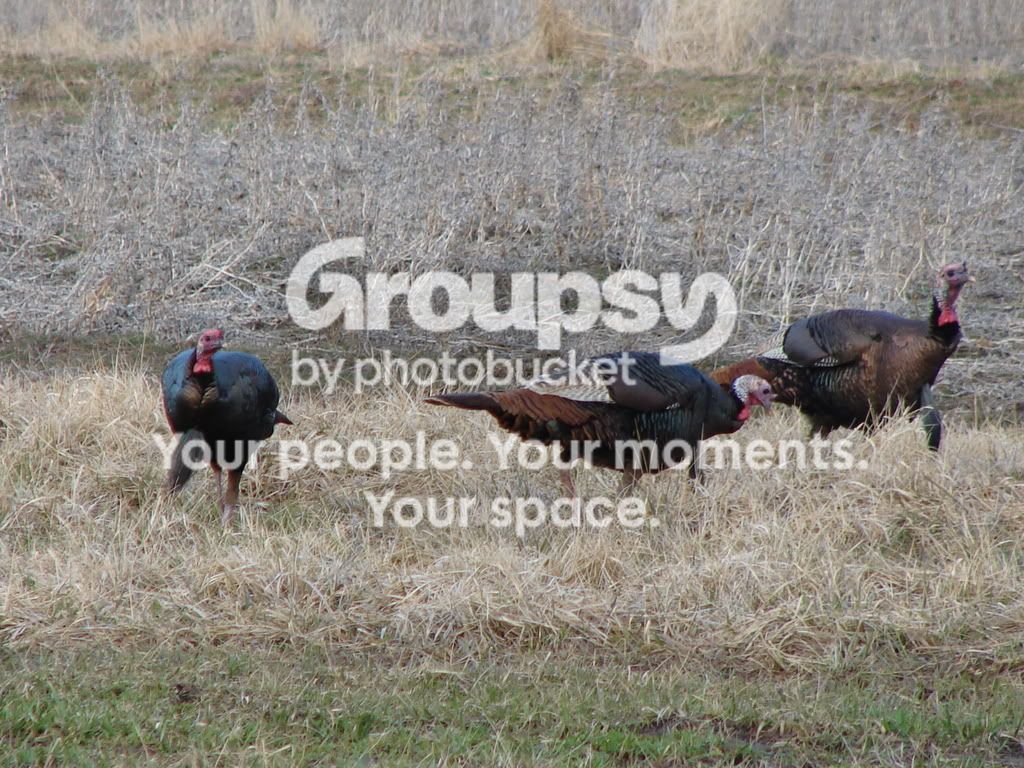 turkey017.jpg