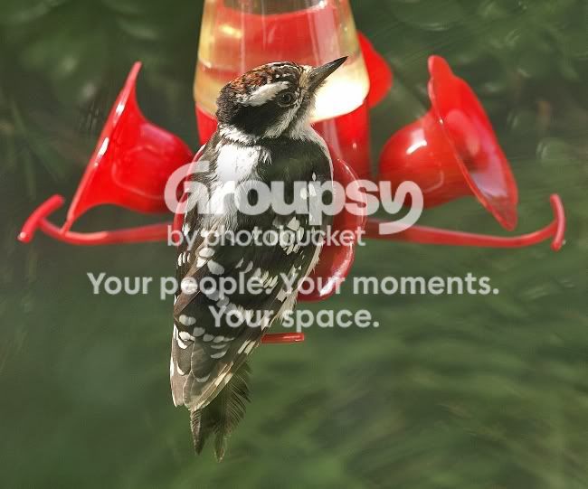 Funnyhummingbird.jpg