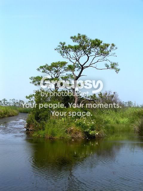 tree3.jpg