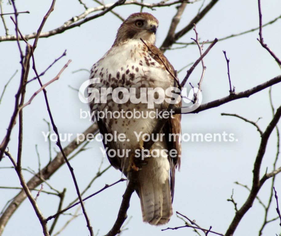 Copyofhawk046.jpg