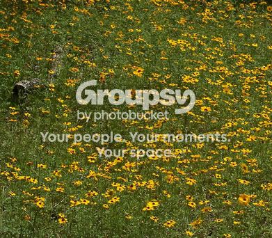 yellowflowerbed.jpg