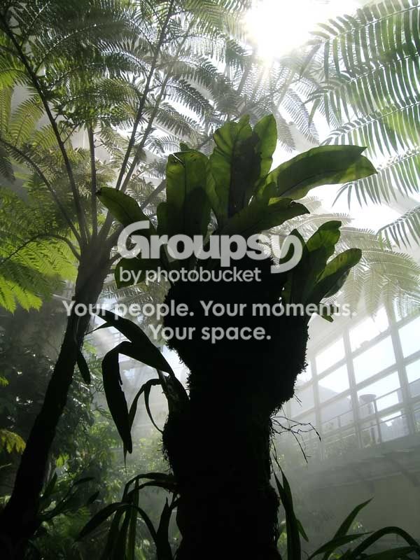 plant6.jpg