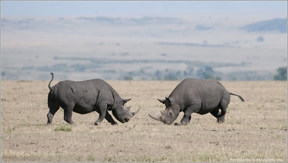 _DSC0562BlackRhinosinBattleweb.jpg
