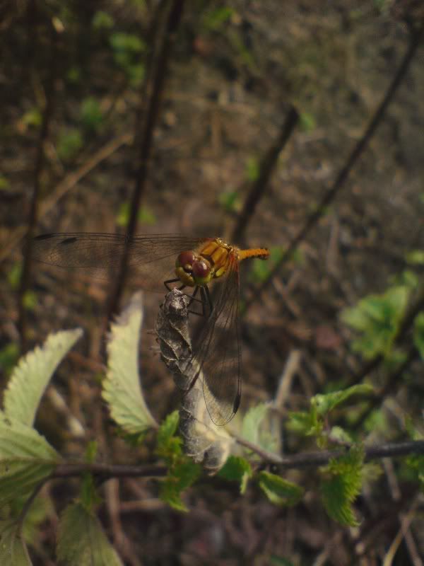 DragonflyYellow6x8edited.jpg