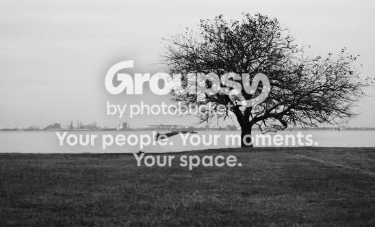 tree.jpg