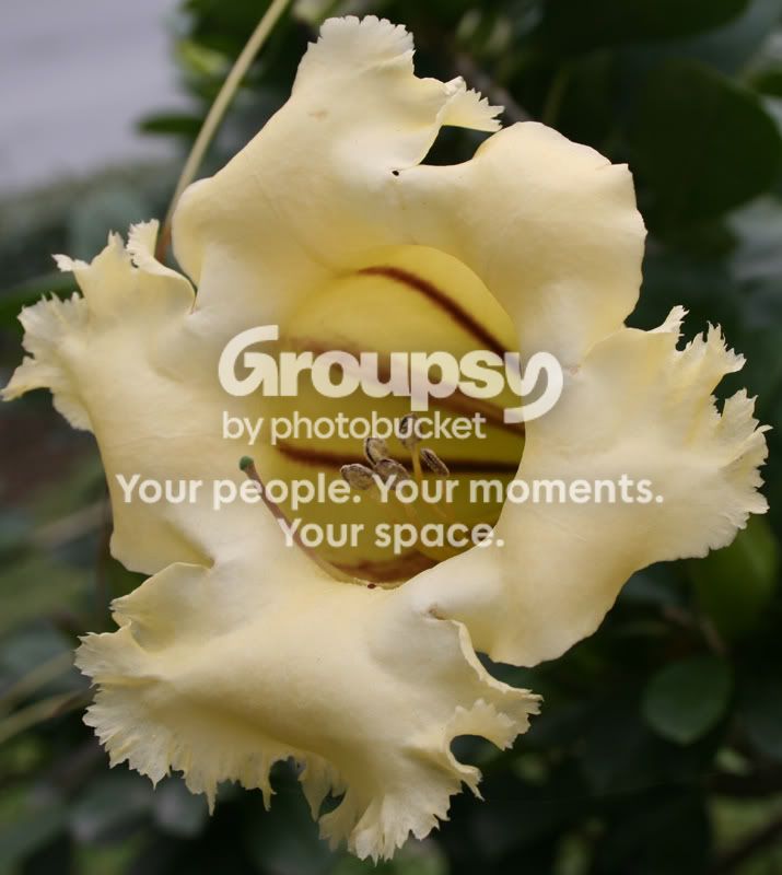 flower2.jpg