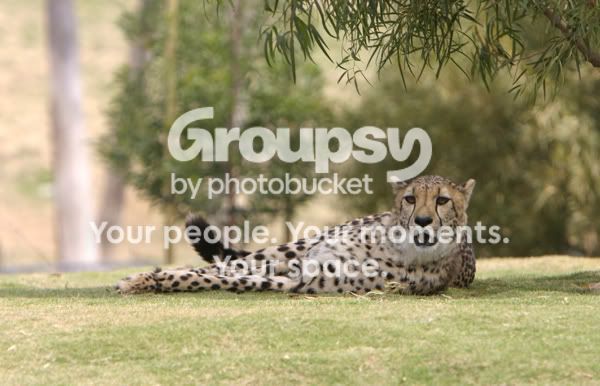 cheeta1.jpg