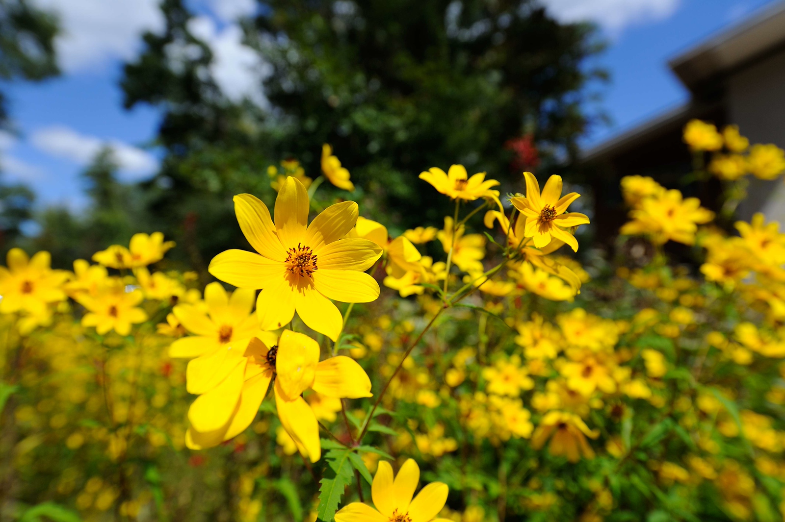 DSC_00113-X3.jpg