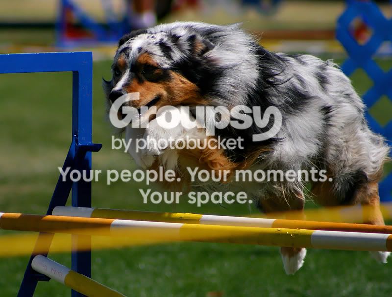 DogShow1638.jpg