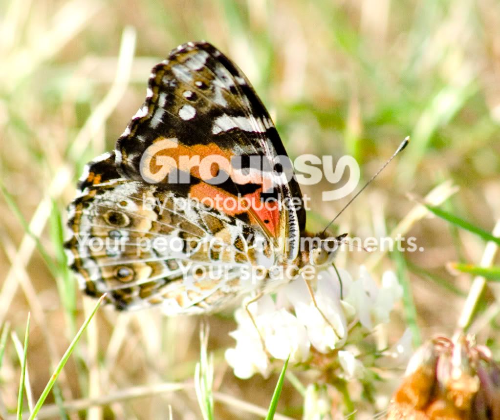 butterfly.jpg