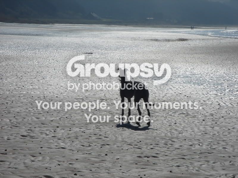 ayr024.jpg