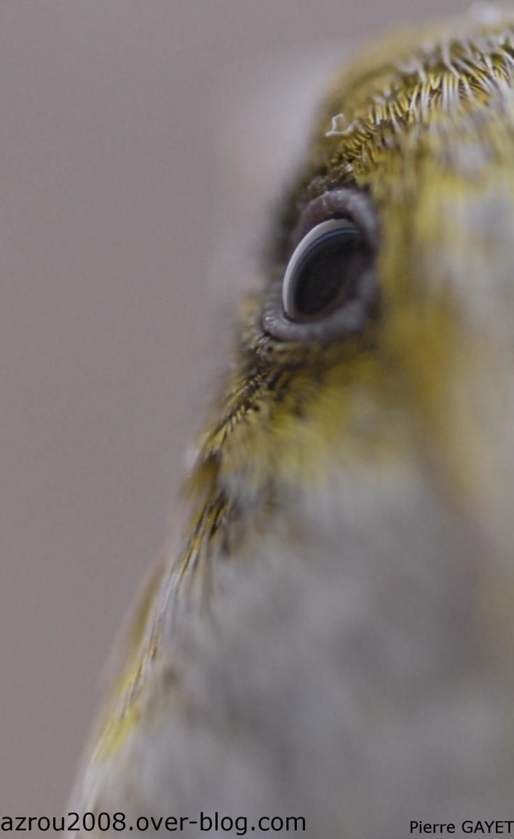 verdier-oeil.jpg