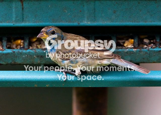 Blue-bunting.jpg