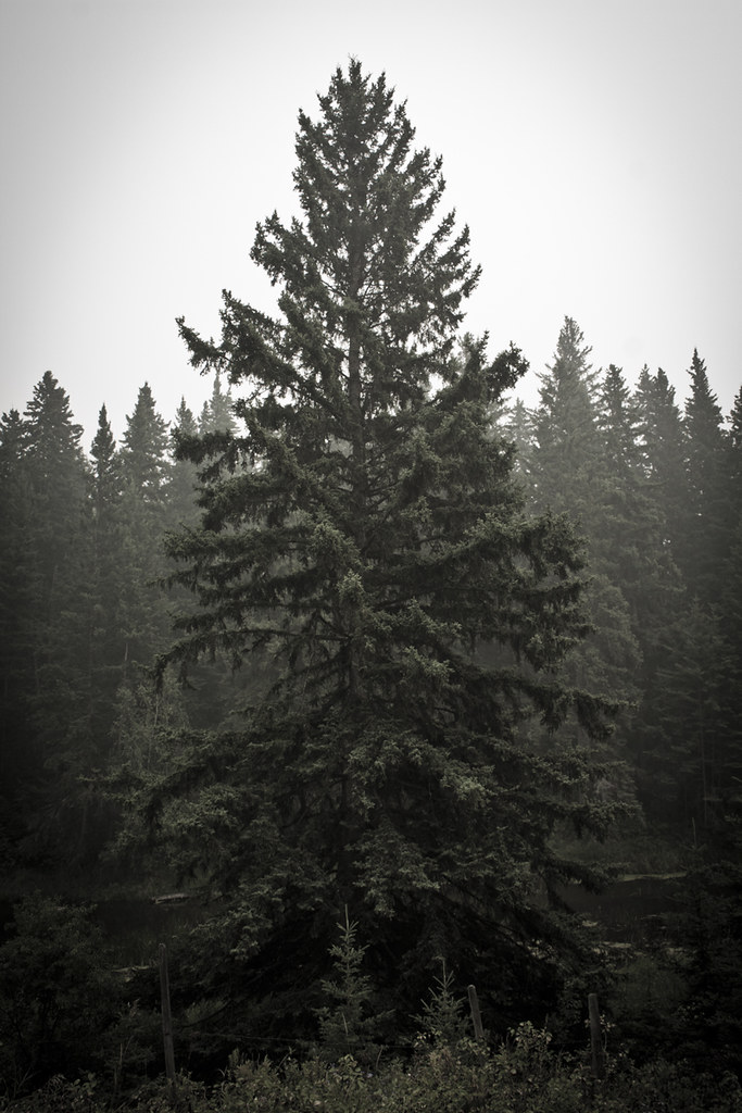 4908722081_5579a614c4_b.jpg