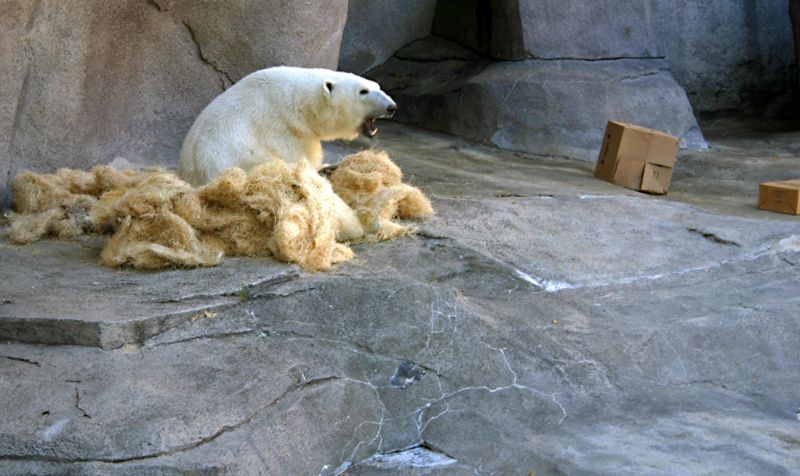 CokeBear.jpg