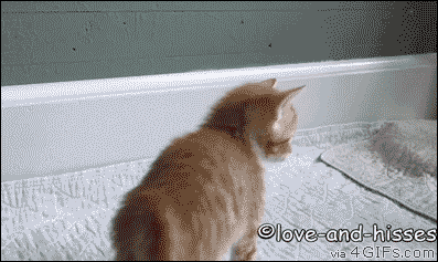 TtO1l0O.gif