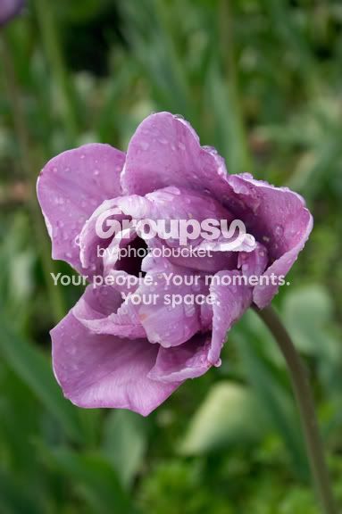 Tulip.jpg