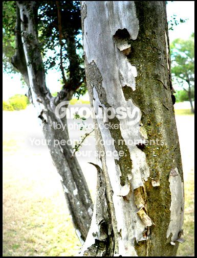 conttree.jpg