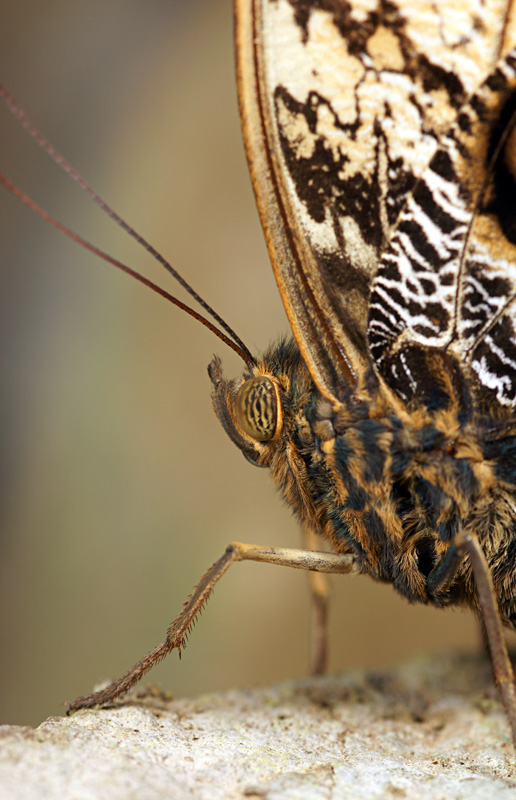 butterfly_22.jpg