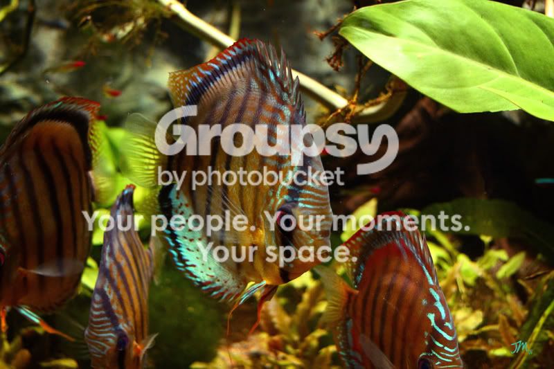 Fish-ToledoZoo-200811.jpg