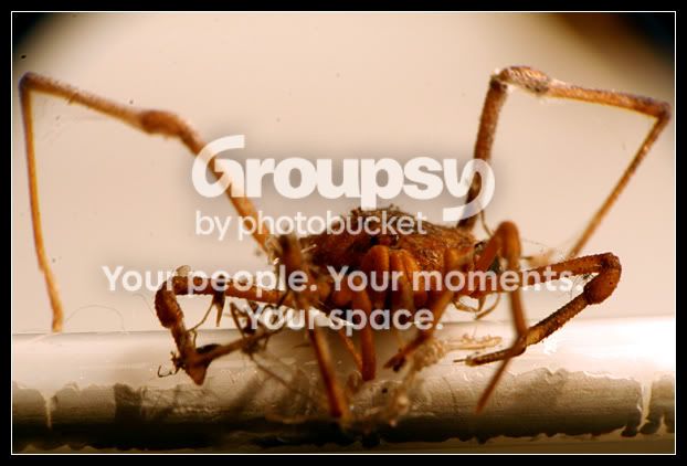 spidermacro.jpg
