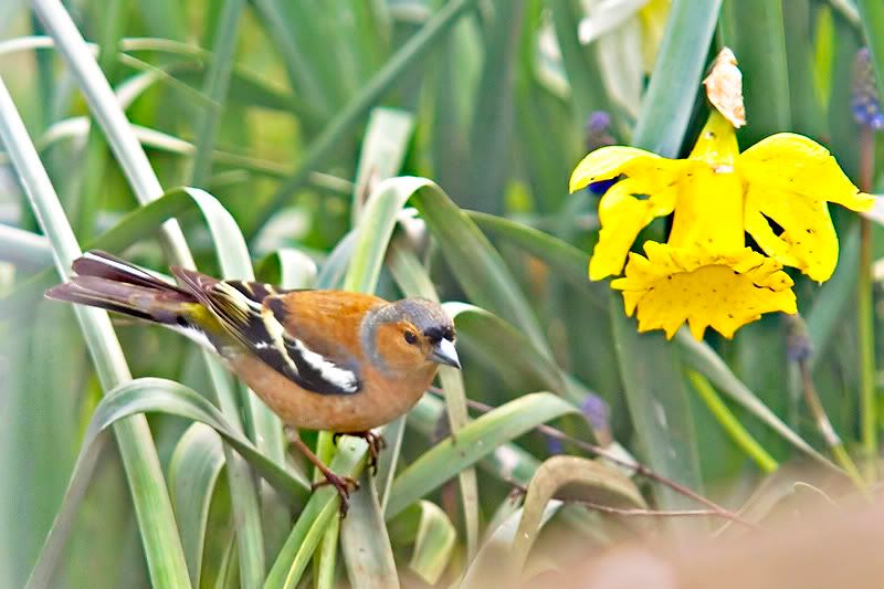 Chaff-Daff.jpg