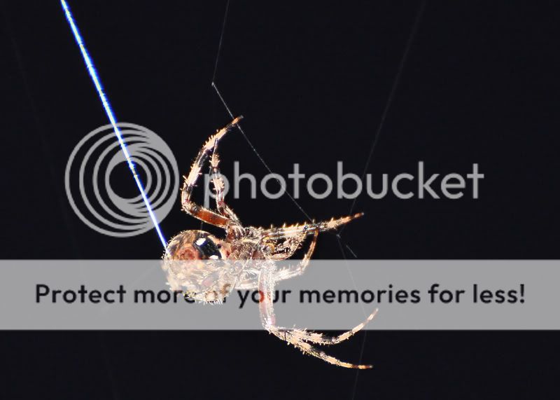 Spider4718resized.jpg